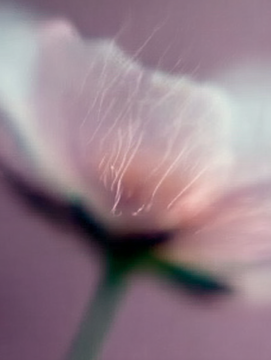 Blume Verschwommen 1 | LED Bild