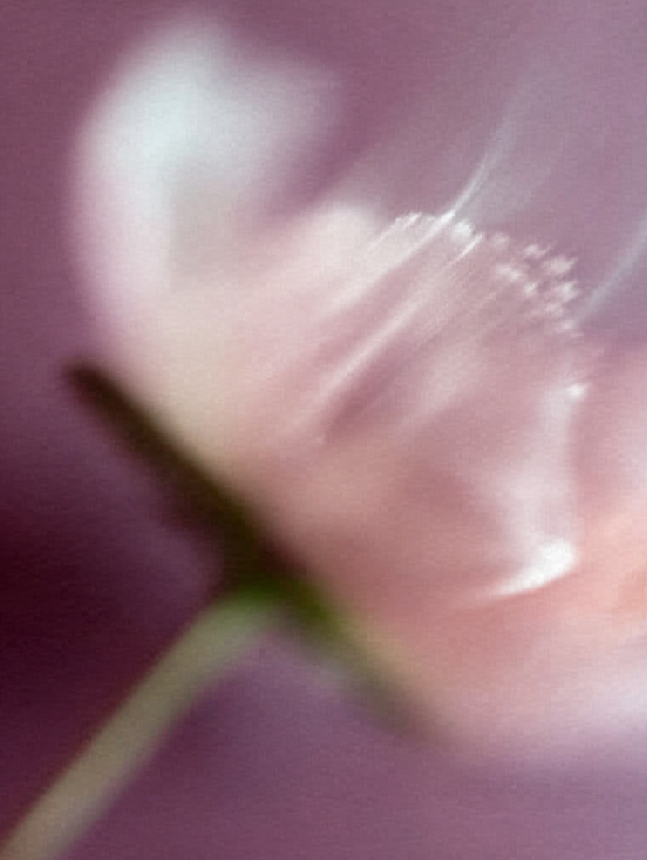 Blume Verschwommen 2 | LED Bild