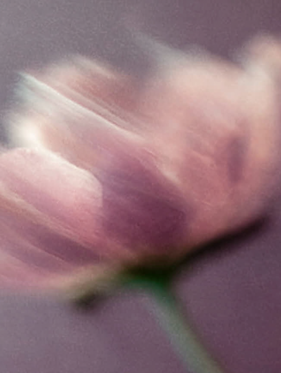 Blume Verschwommen 4 | LED Bild