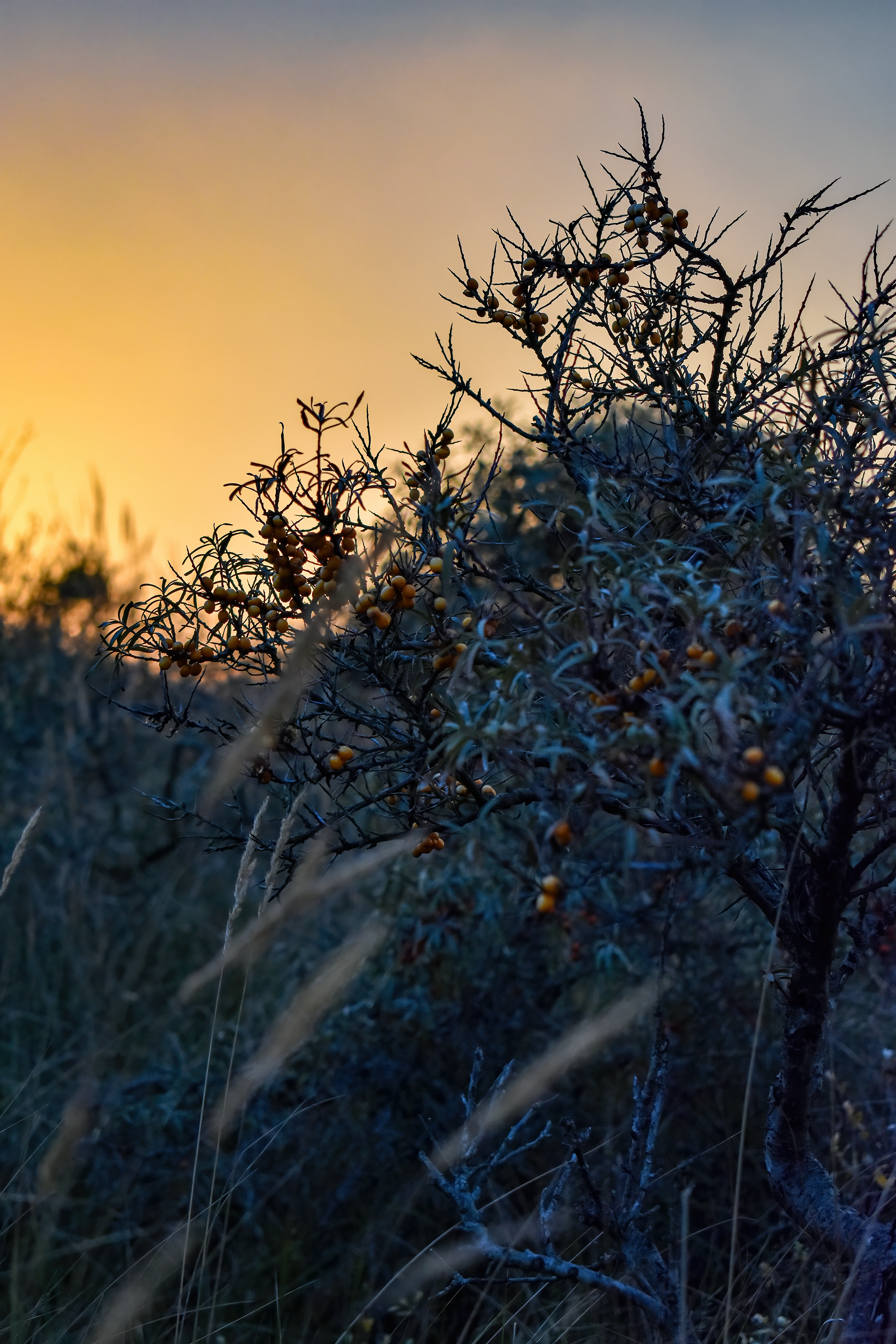 Beerenstrauch | Daniel Wilms | LED Bild