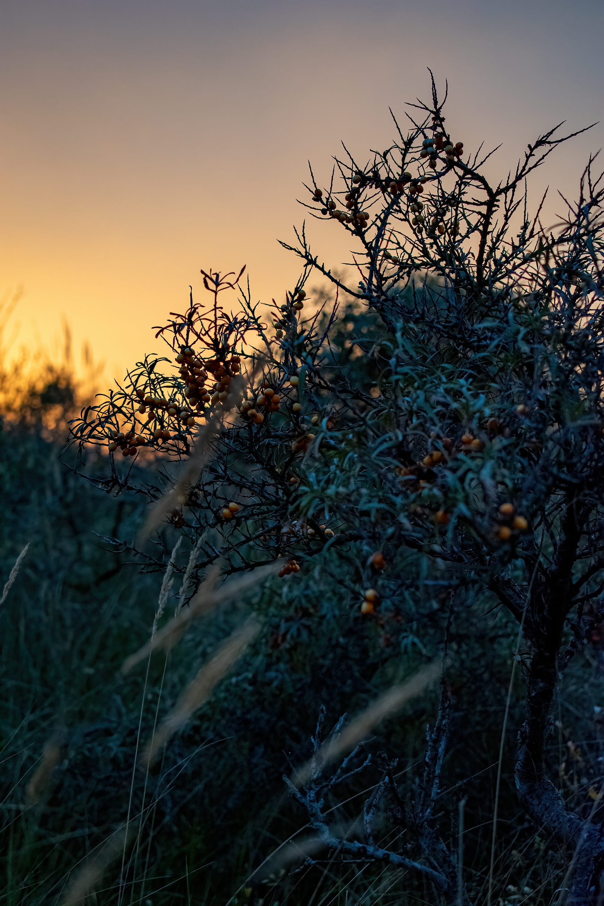 Sanddornstrauch | Daniel Wilms | LED Bild