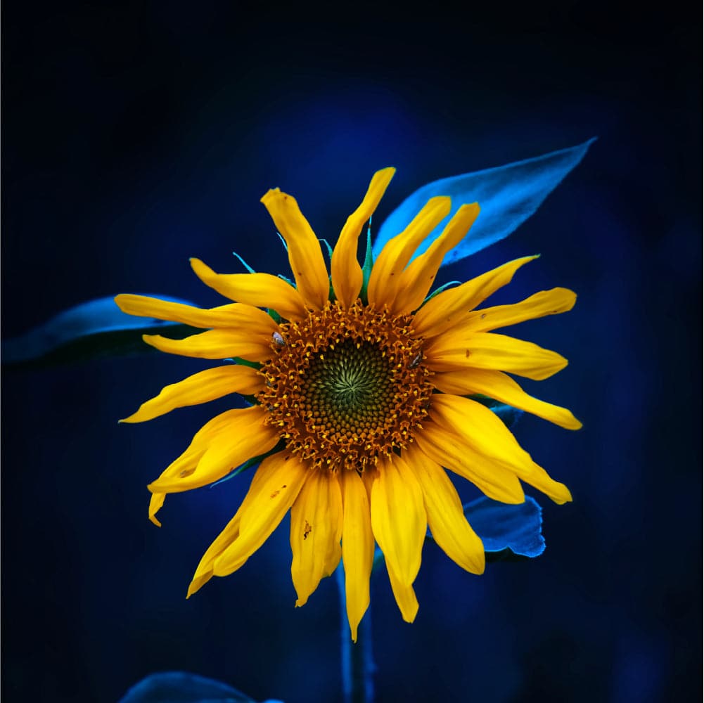 Sabine Schiebofski | Sonnenblume offen | LED Bild
