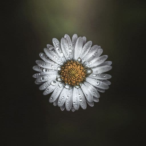 Max Engel | Gänseblume mit Tropfen | LED Bild