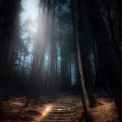 Michael Schulte | darkforest 02 | LED Bild
