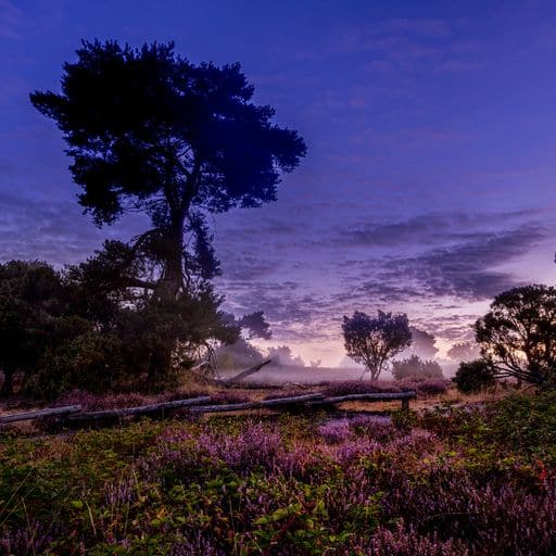 Waldemar Pache | Westruper Heide | LED Bild