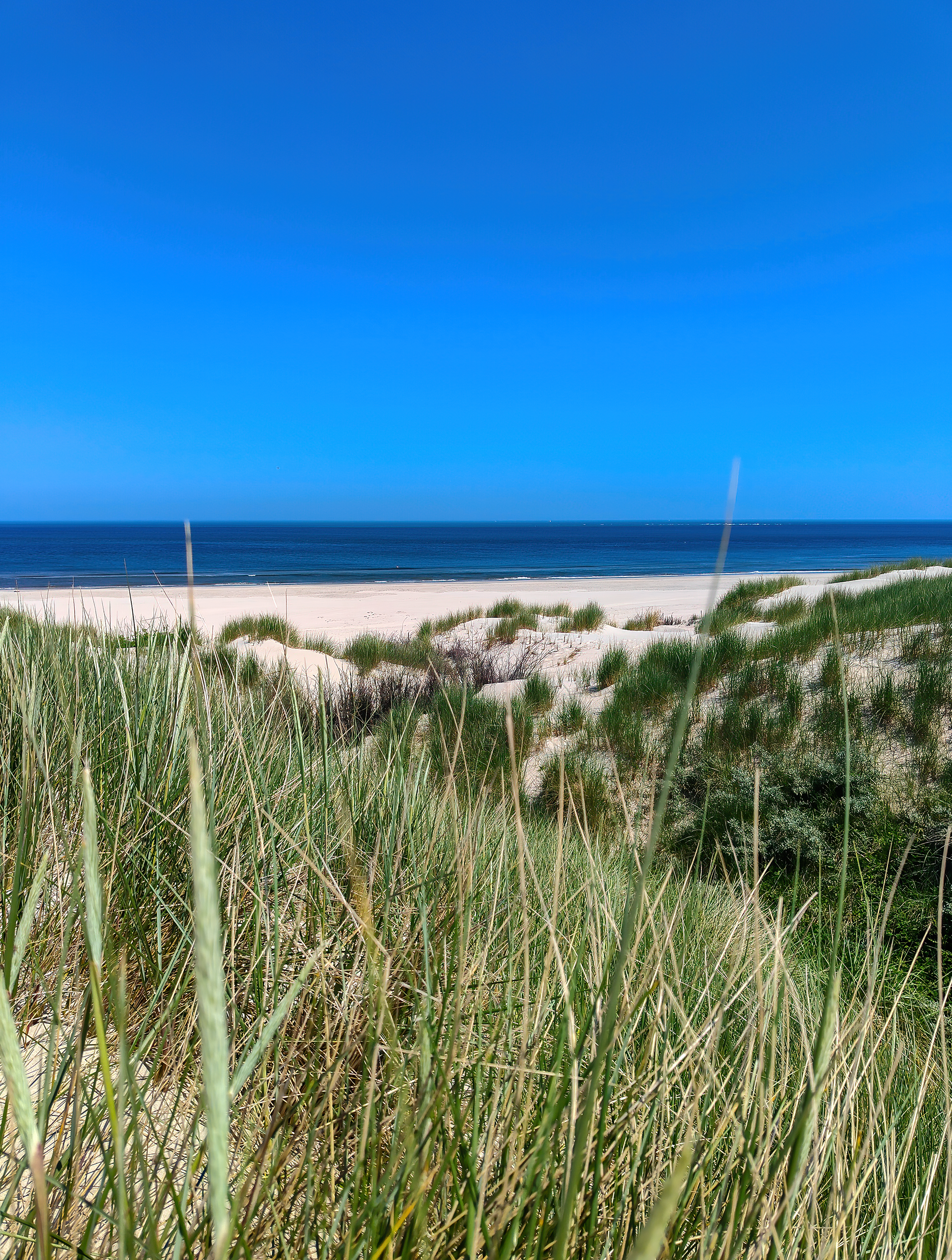 Duenenmeer im Sommer | Daniel Wilms | LED Bild