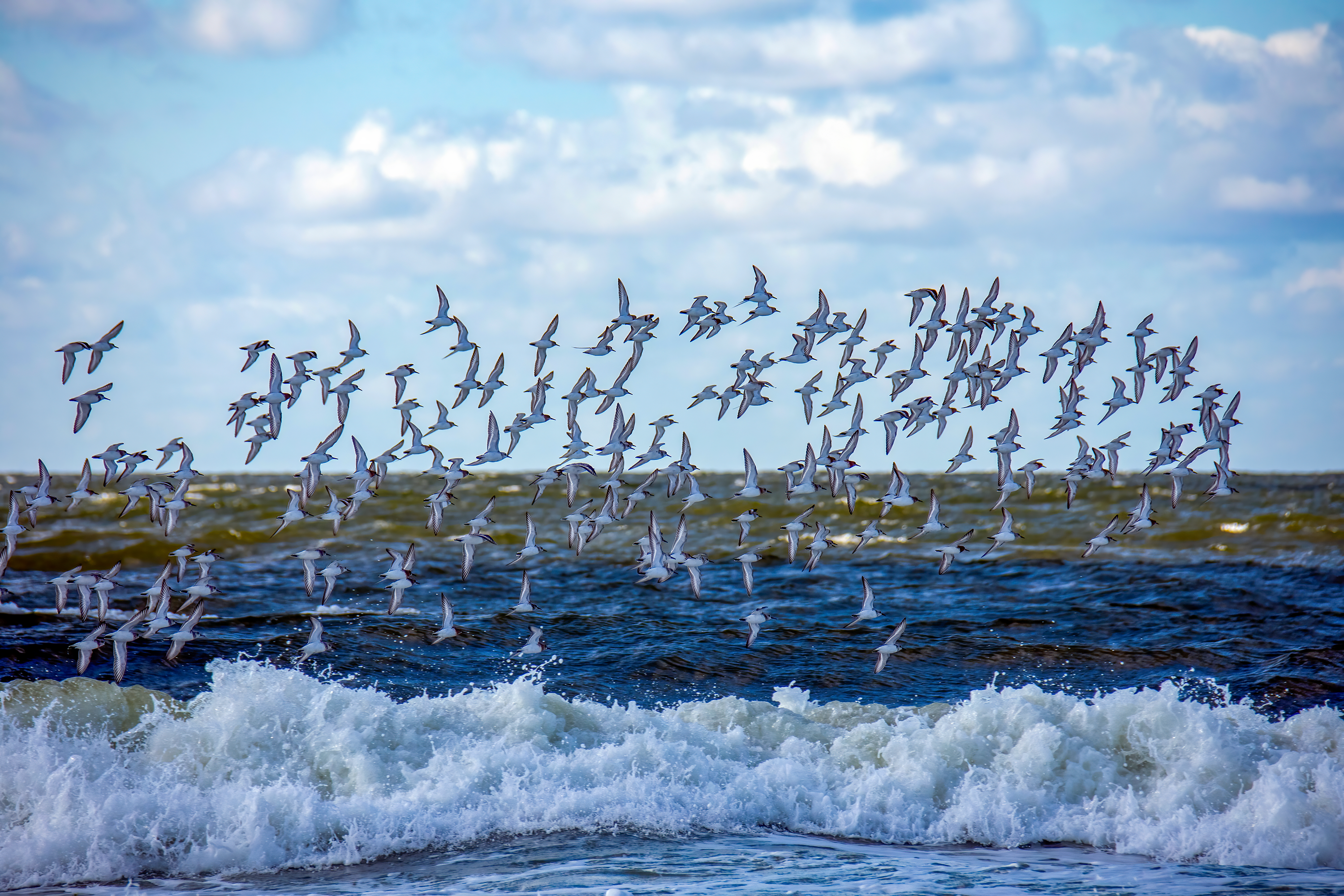 Vogelschwarm Meer | Daniel Wilms | LED Bild
