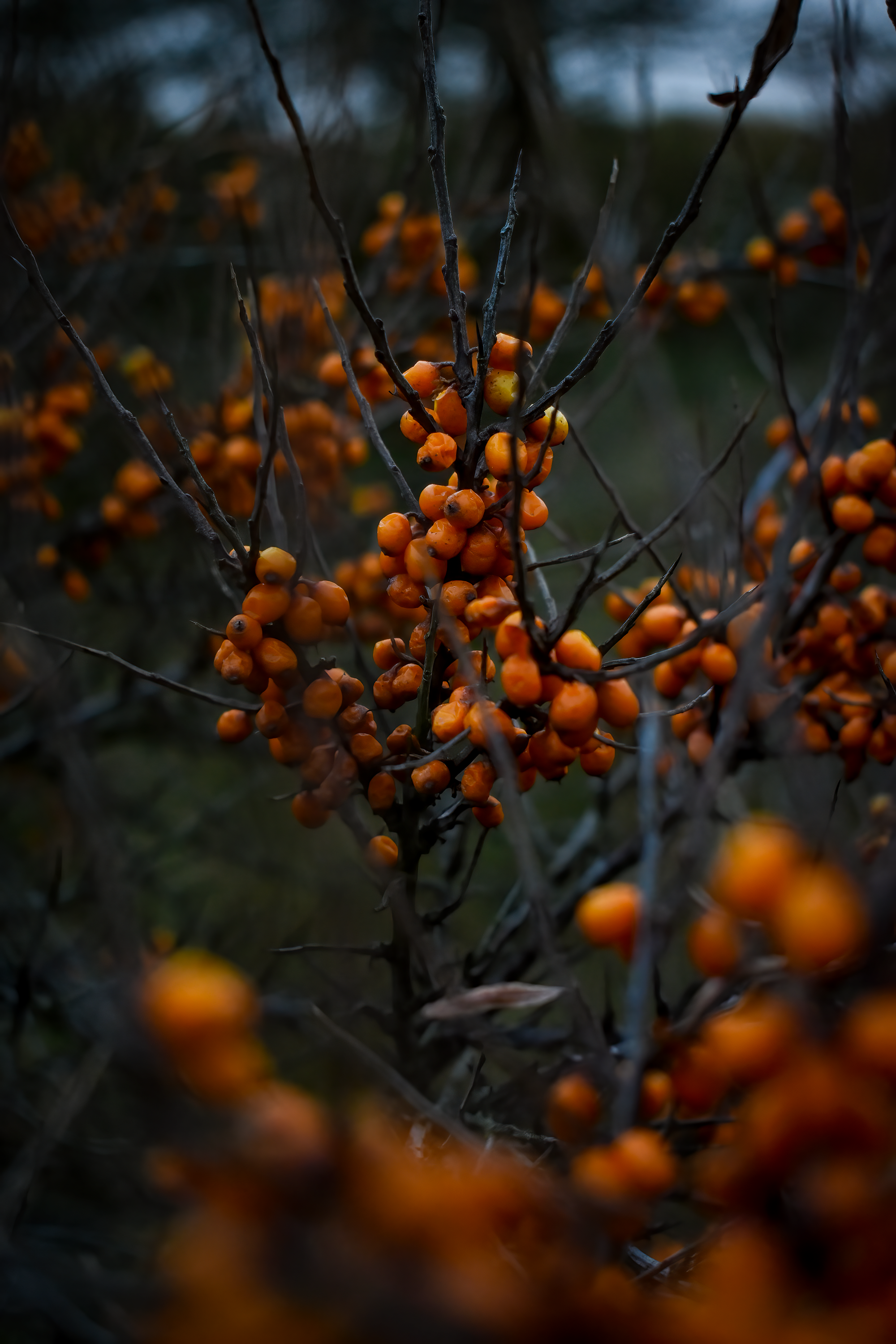 Beerenstrauch 2 | Daniel Wilms | LED Bild