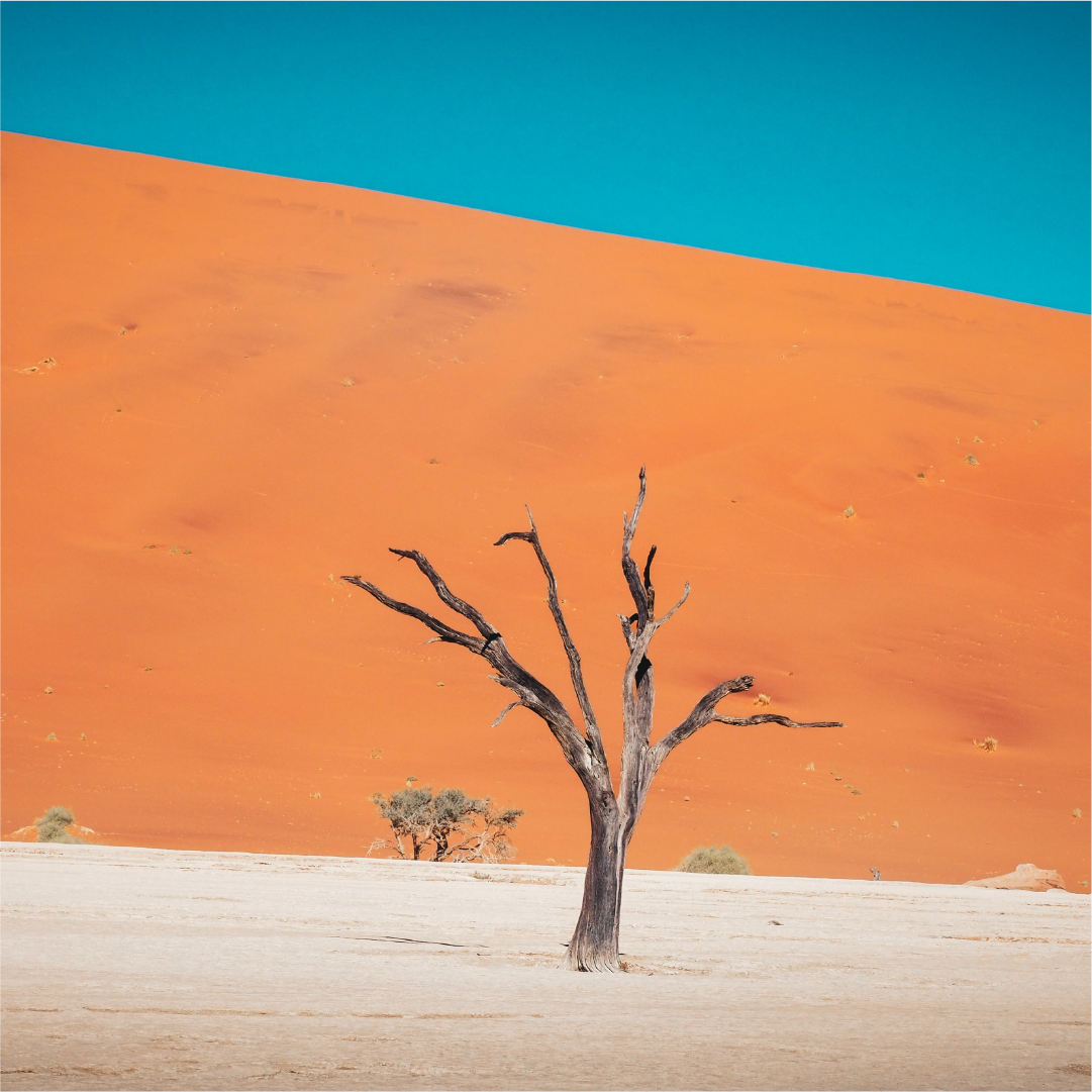 Katharina Illich | Dead Vlei | LED Bild