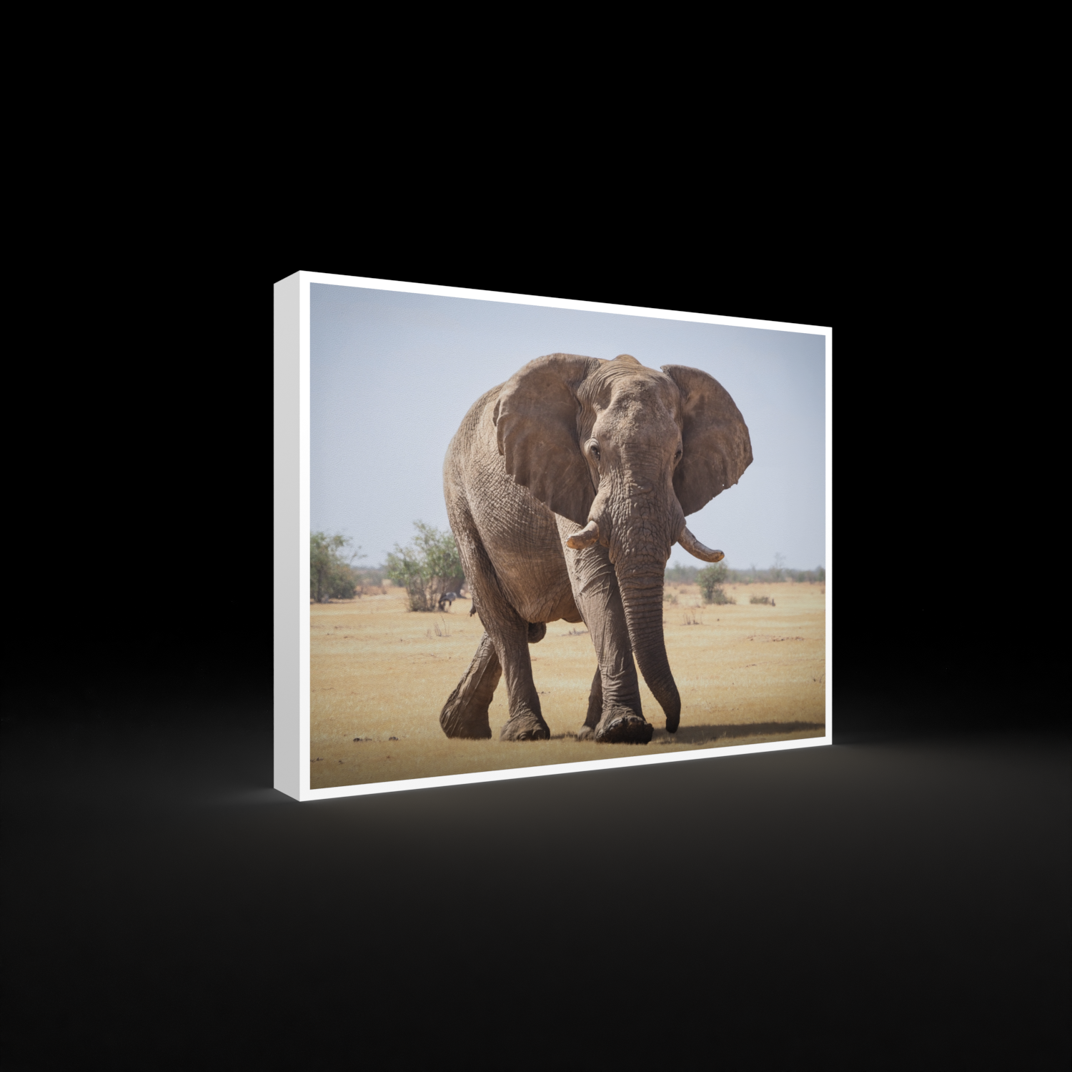 Katharina Illich | Elefant Namibia | LED Bild