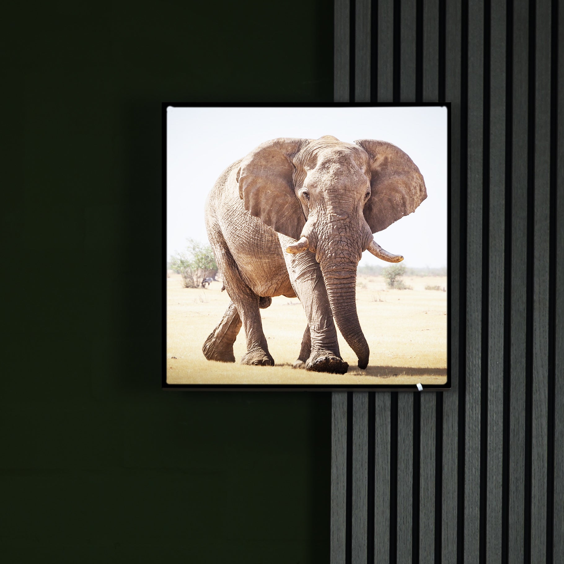 Katharina Illich | Elefant Namibia | LED Bild