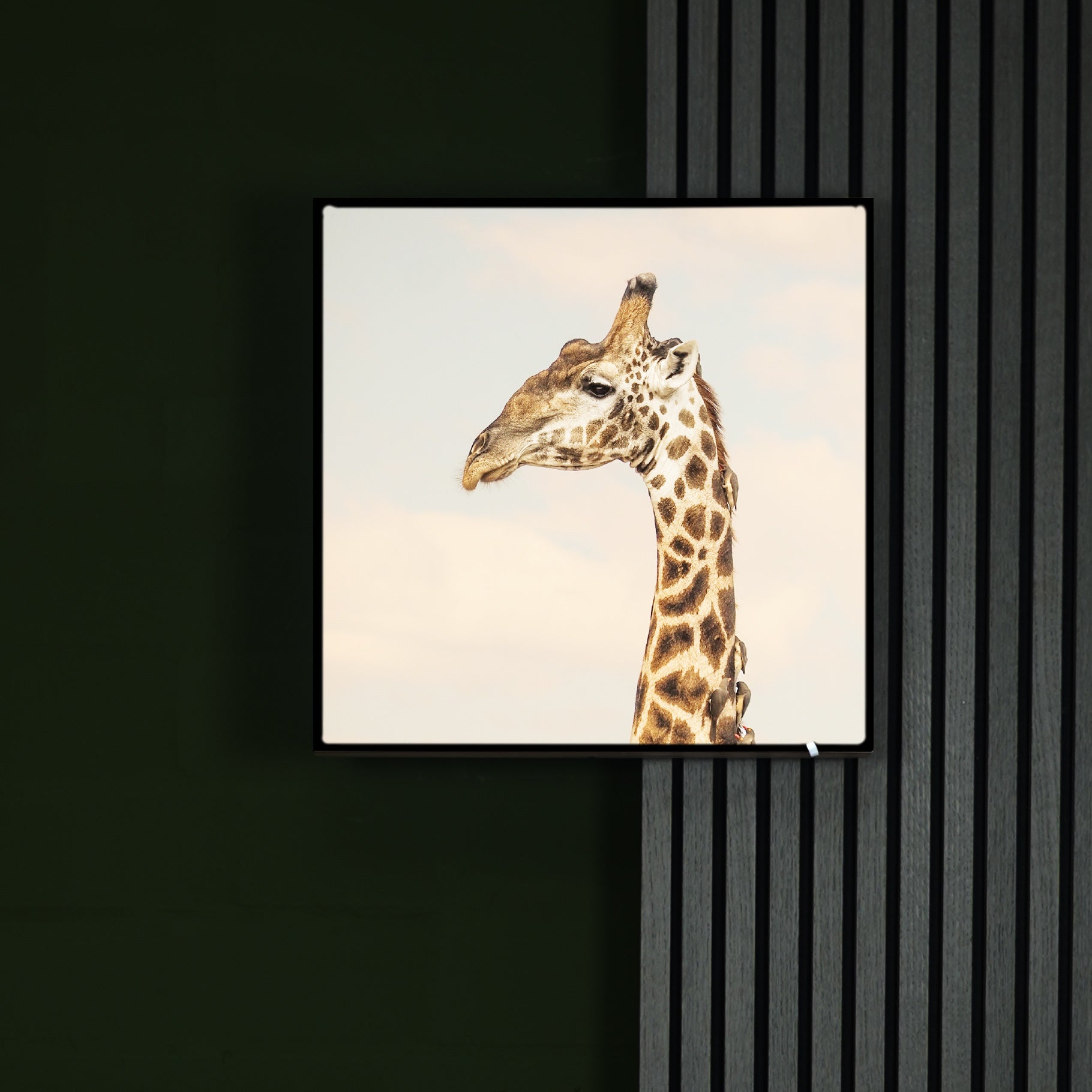 Katharina Illich | Giraffe Afrika | LED Bild