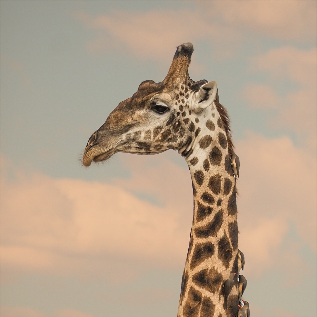 Katharina Illich | Giraffe Afrika | LED Bild