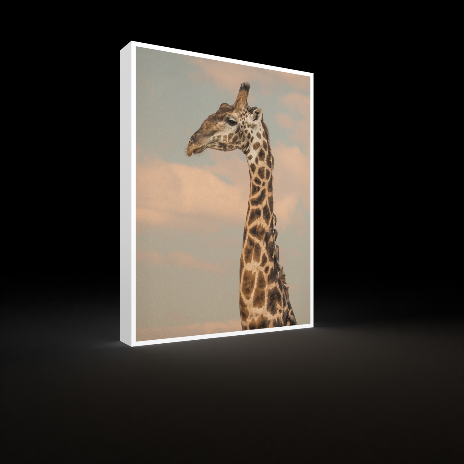 Katharina Illich | Giraffe Afrika | LED Bild