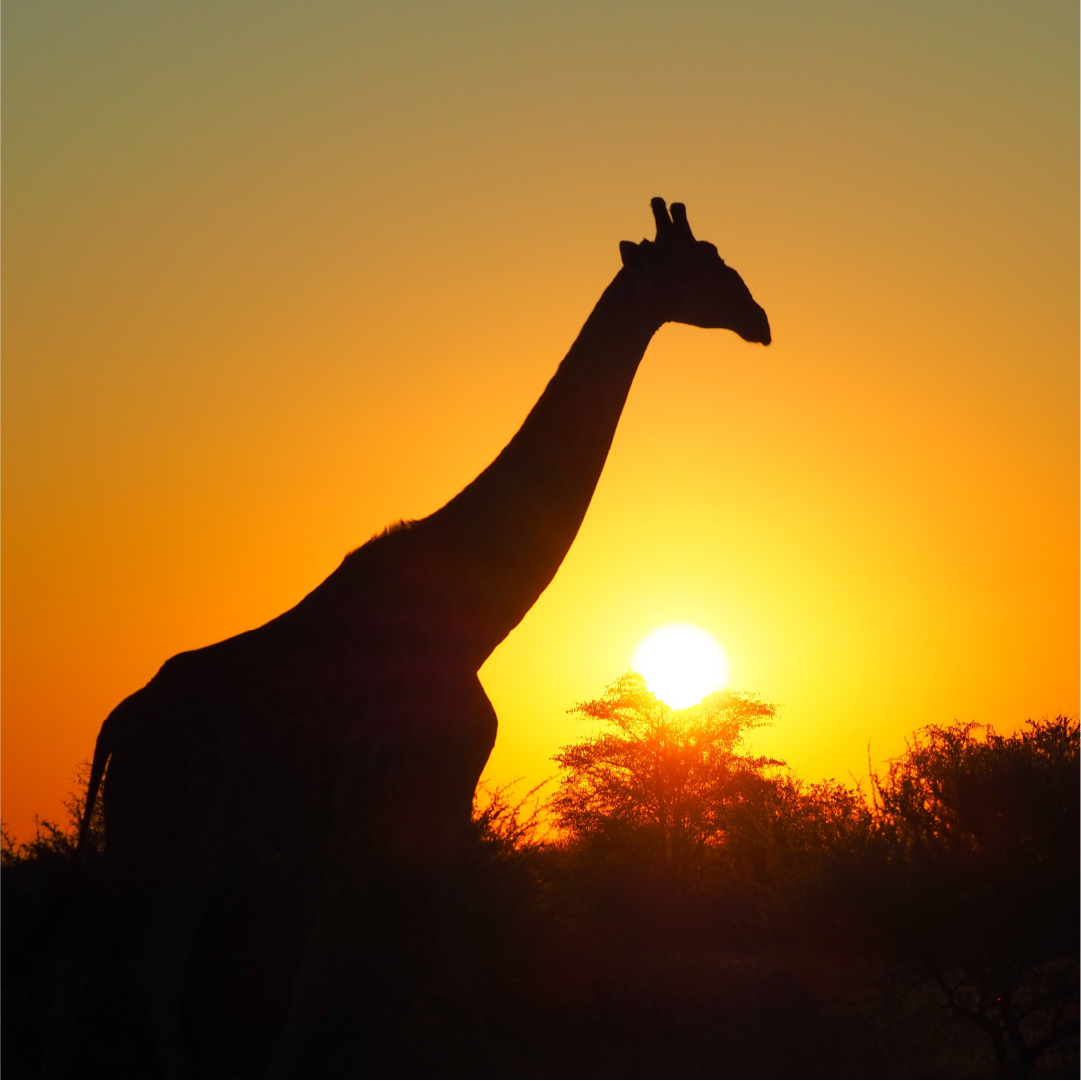 Katharina Illich | Giraffe Sonnenuntergang | LED Bild