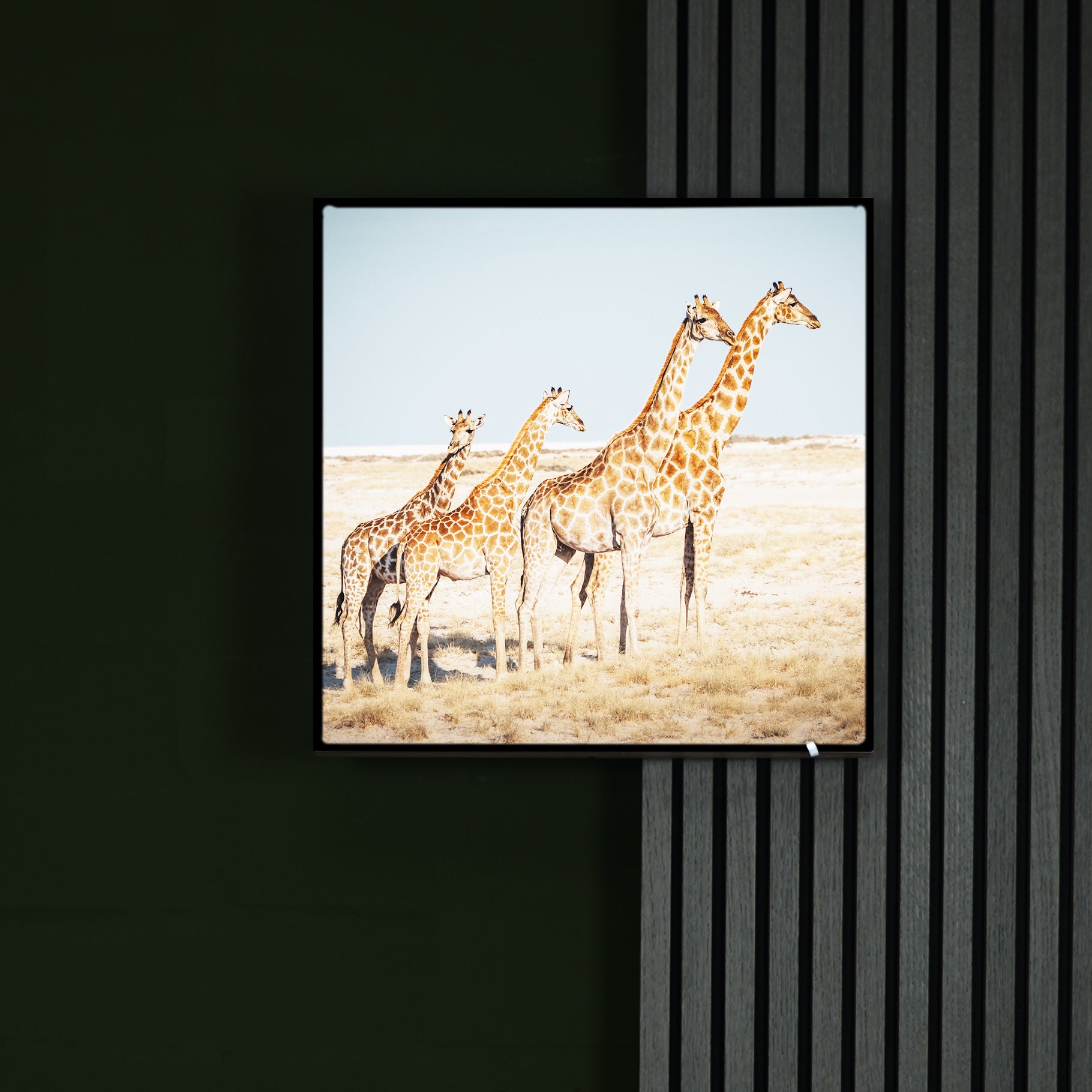 Katharina Illich | Giraffenfamilie | LED Bild