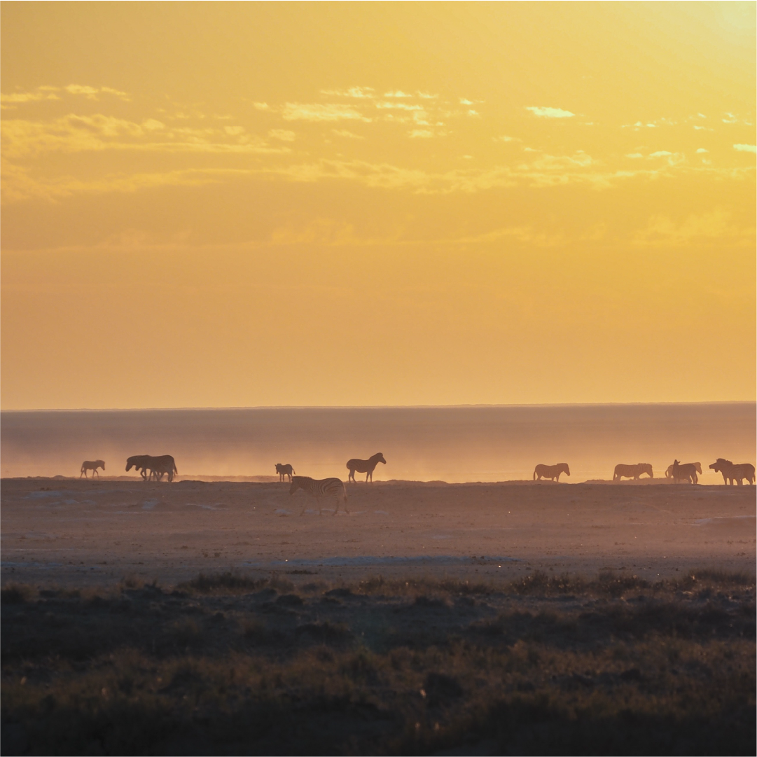 Katharina Illich | Lichtspiel Afrika | LED Bild