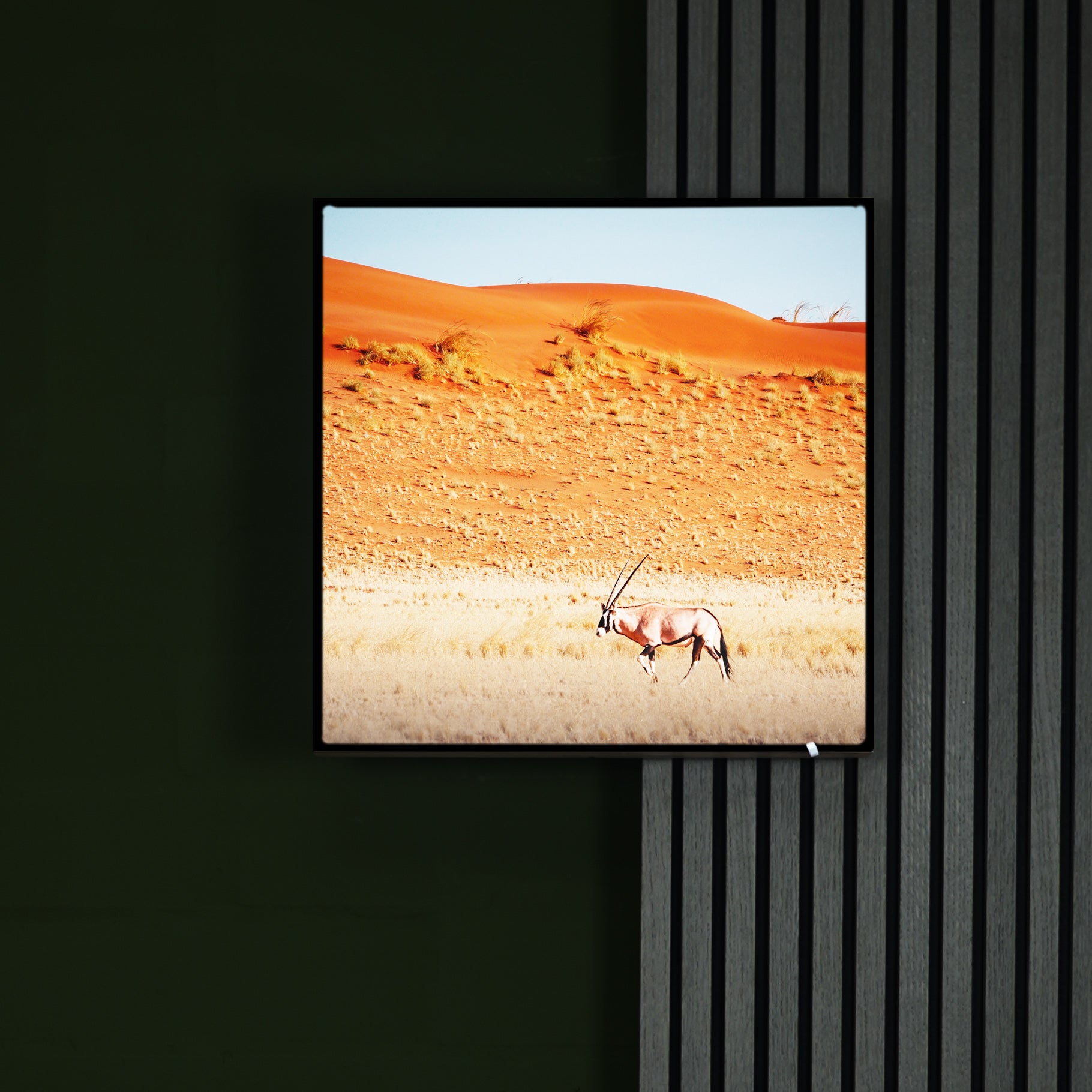 Katharina Illich | Oryx Namibia | LED Bild