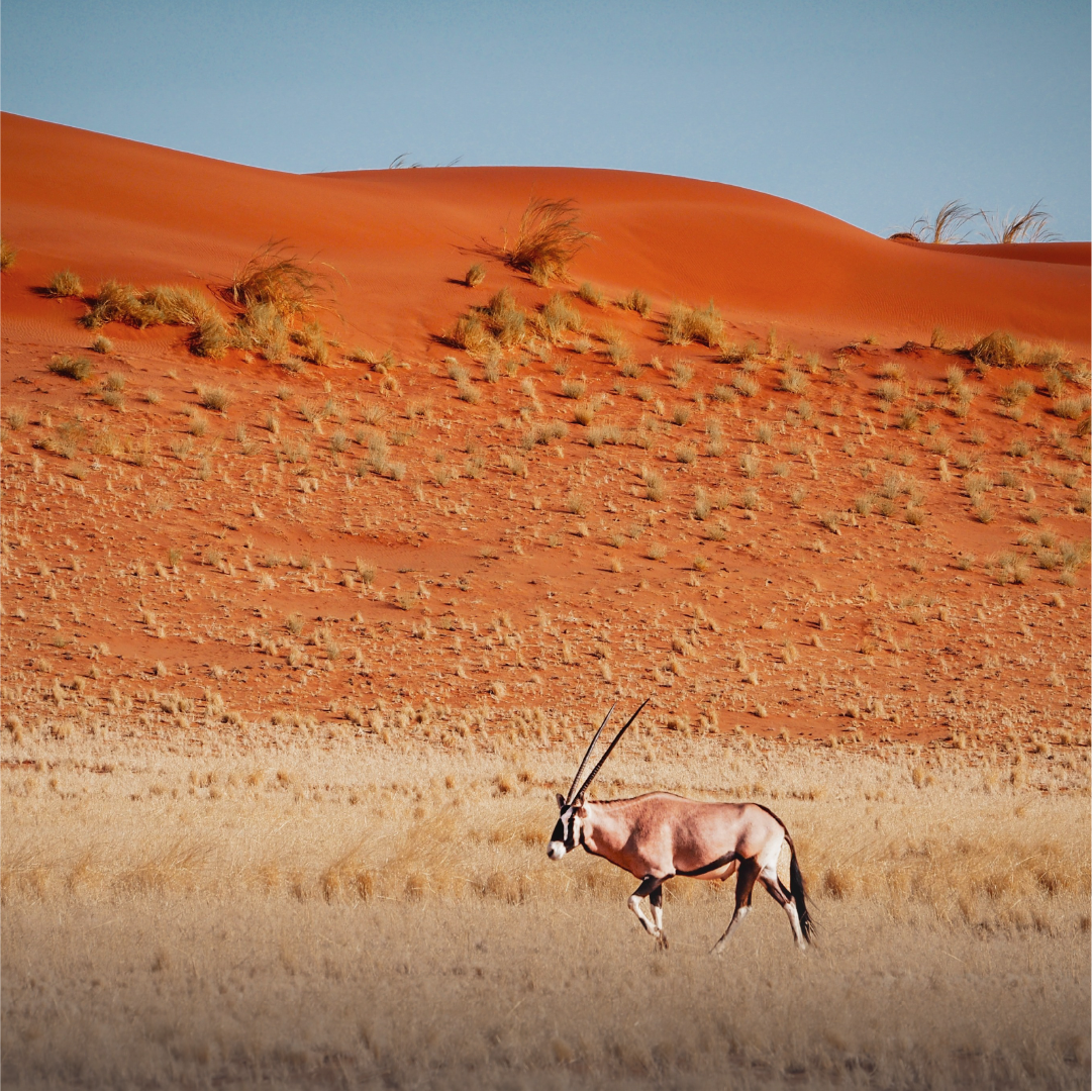 Katharina Illich | Oryx Namibia | LED Bild