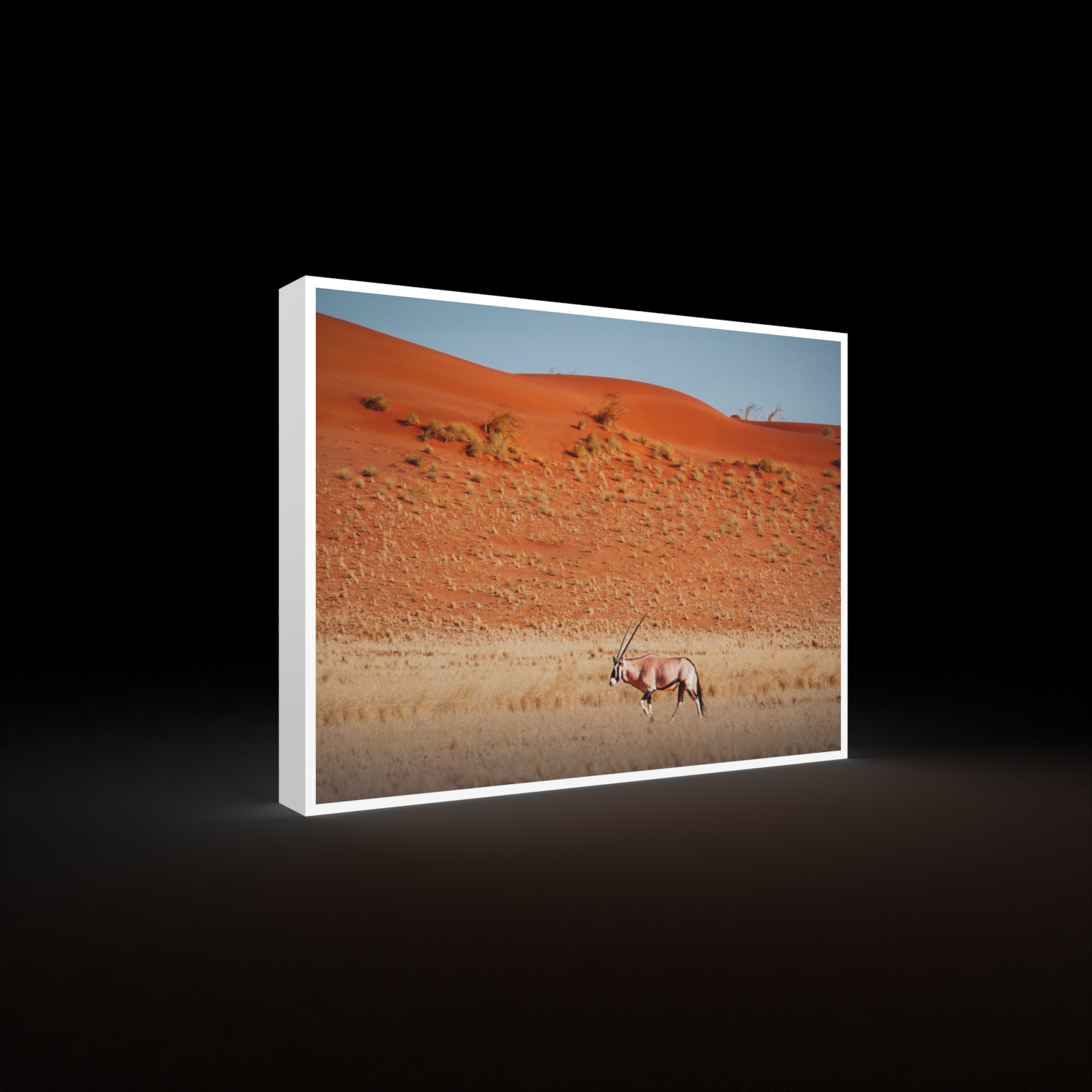 Katharina Illich | Oryx Namibia | LED Bild