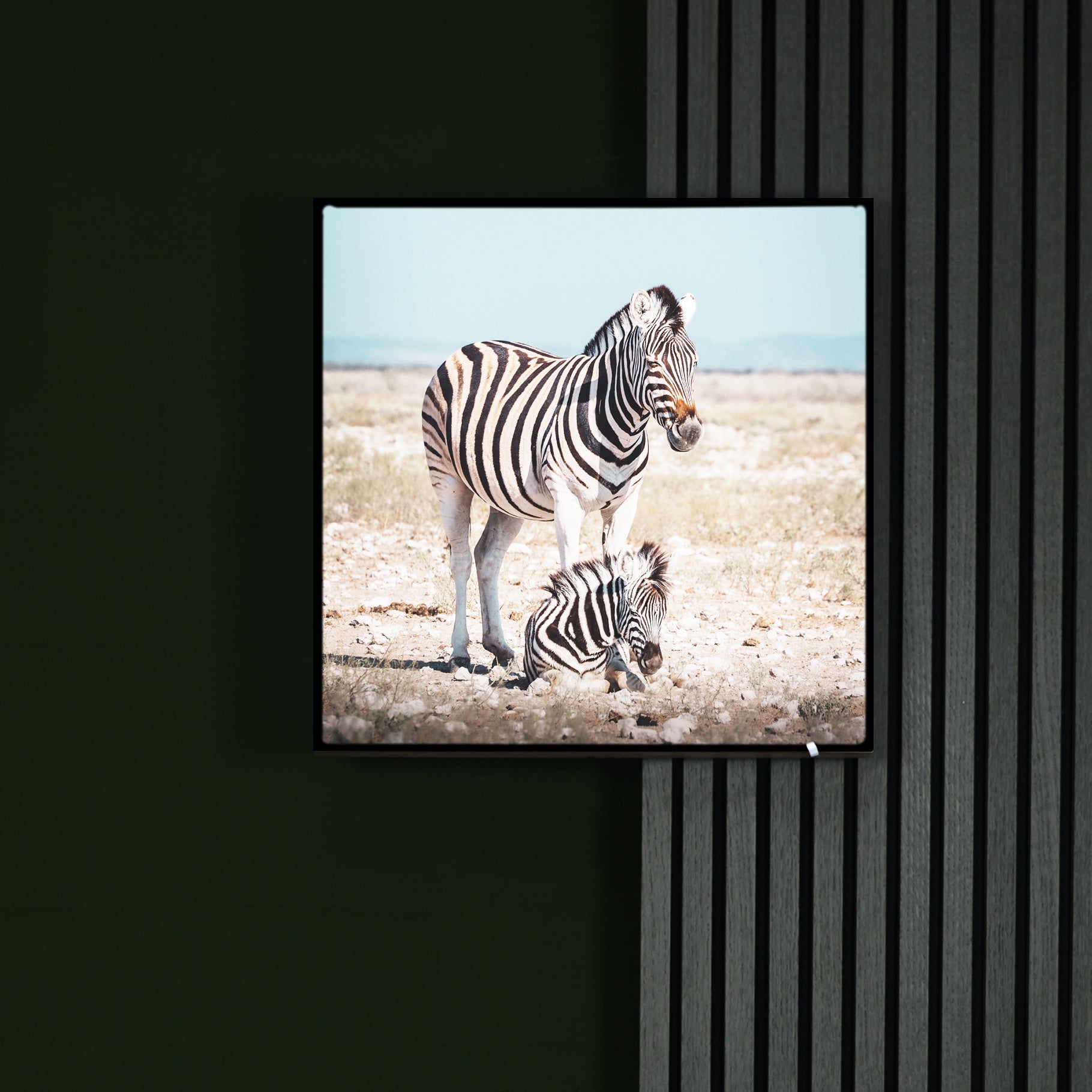 Katharina Illich | Zebras Namibia | LED Bild