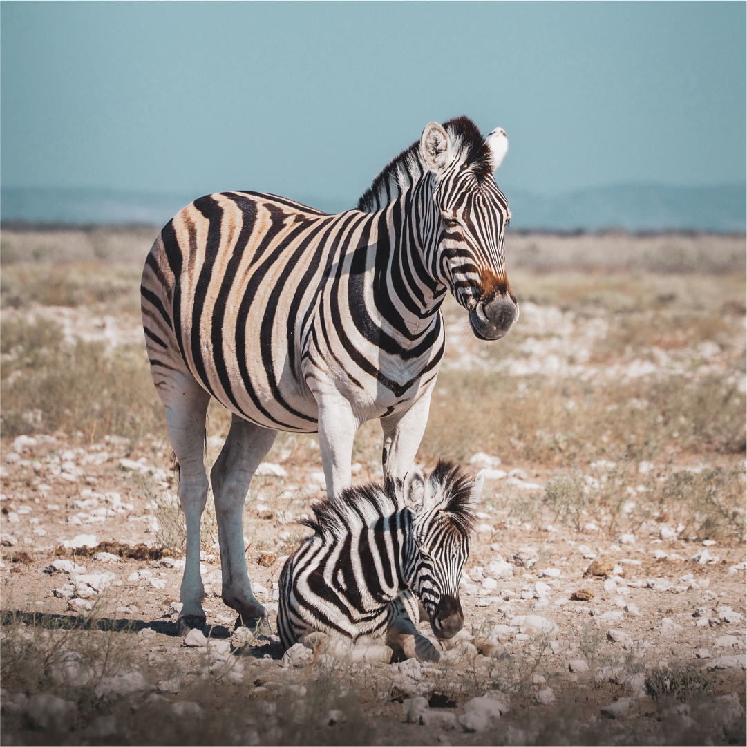 Katharina Illich | Zebras Namibia | LED Bild