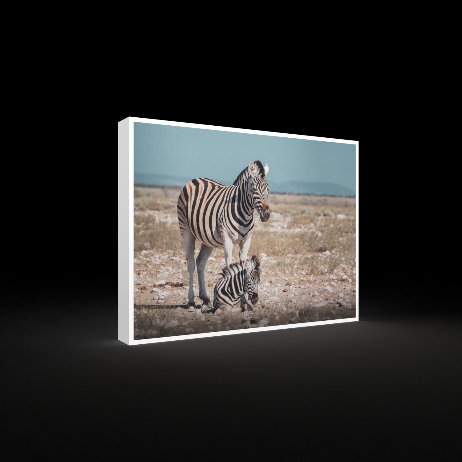 Katharina Illich | Zebras Namibia | LED Bild