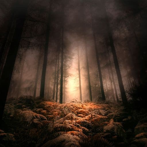 Michael Schulte | foggyforest 01 | LED Bild
