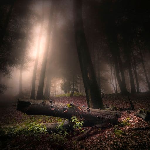 Michael Schulte | foggyforest 02 | LED Bild