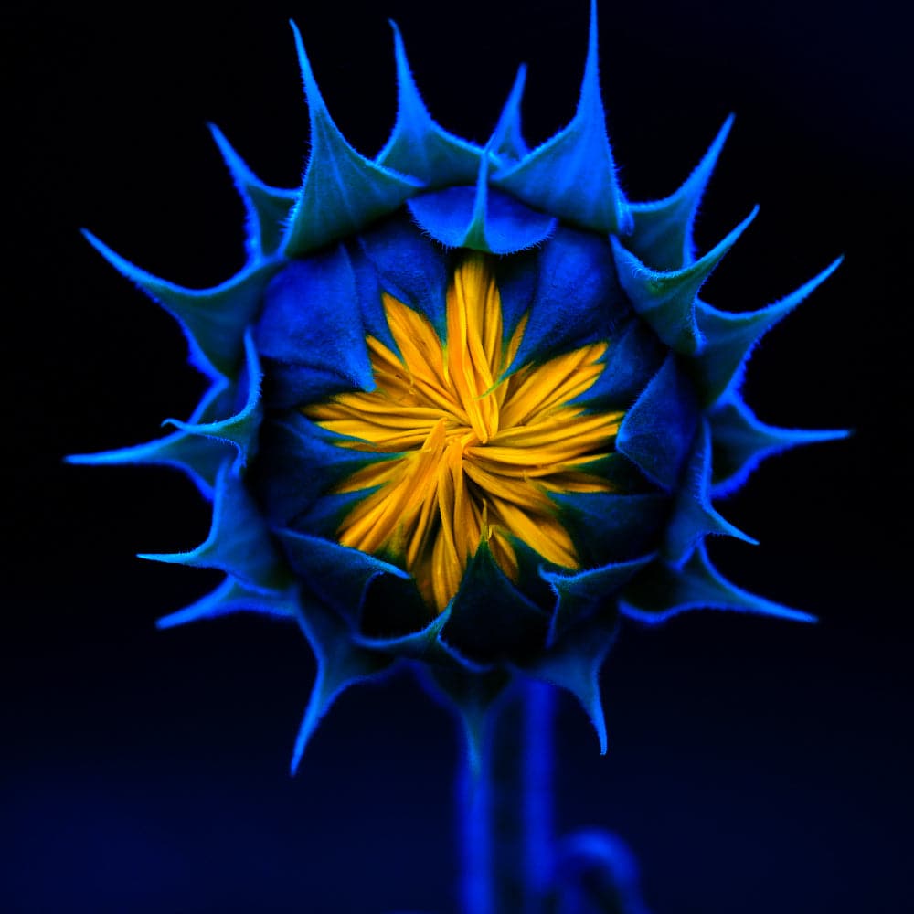 Sabine Schiebofski | Sonnenblume geschlossen | LED Bild