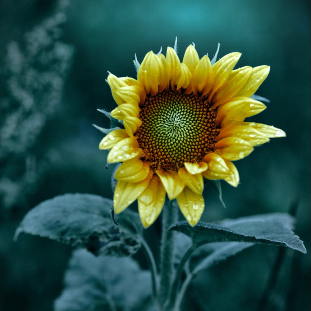 Sabine Schiebofski | Sonnenblume | LED Bild